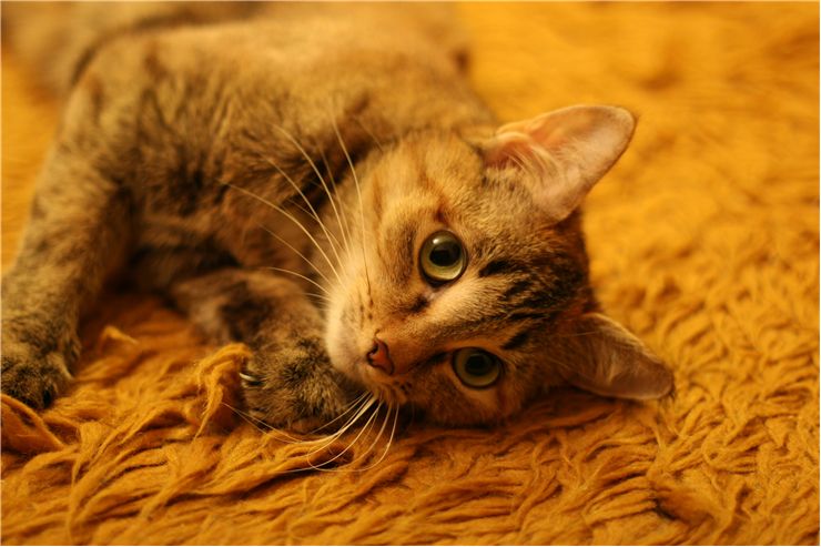 Picture Of Cat Lying On A Carpet