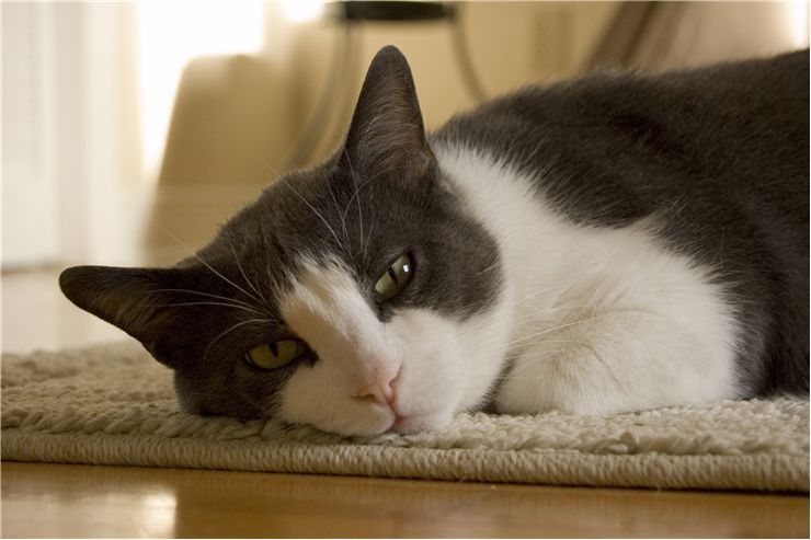 Picture Of Cat On Carpet